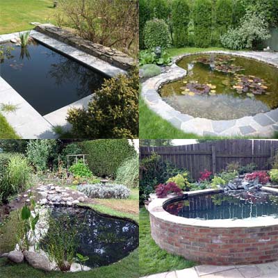 Pond image goes here