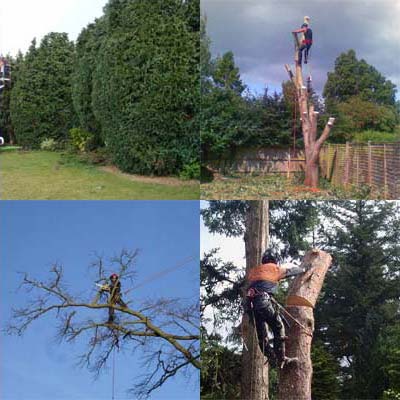 tree surgery images